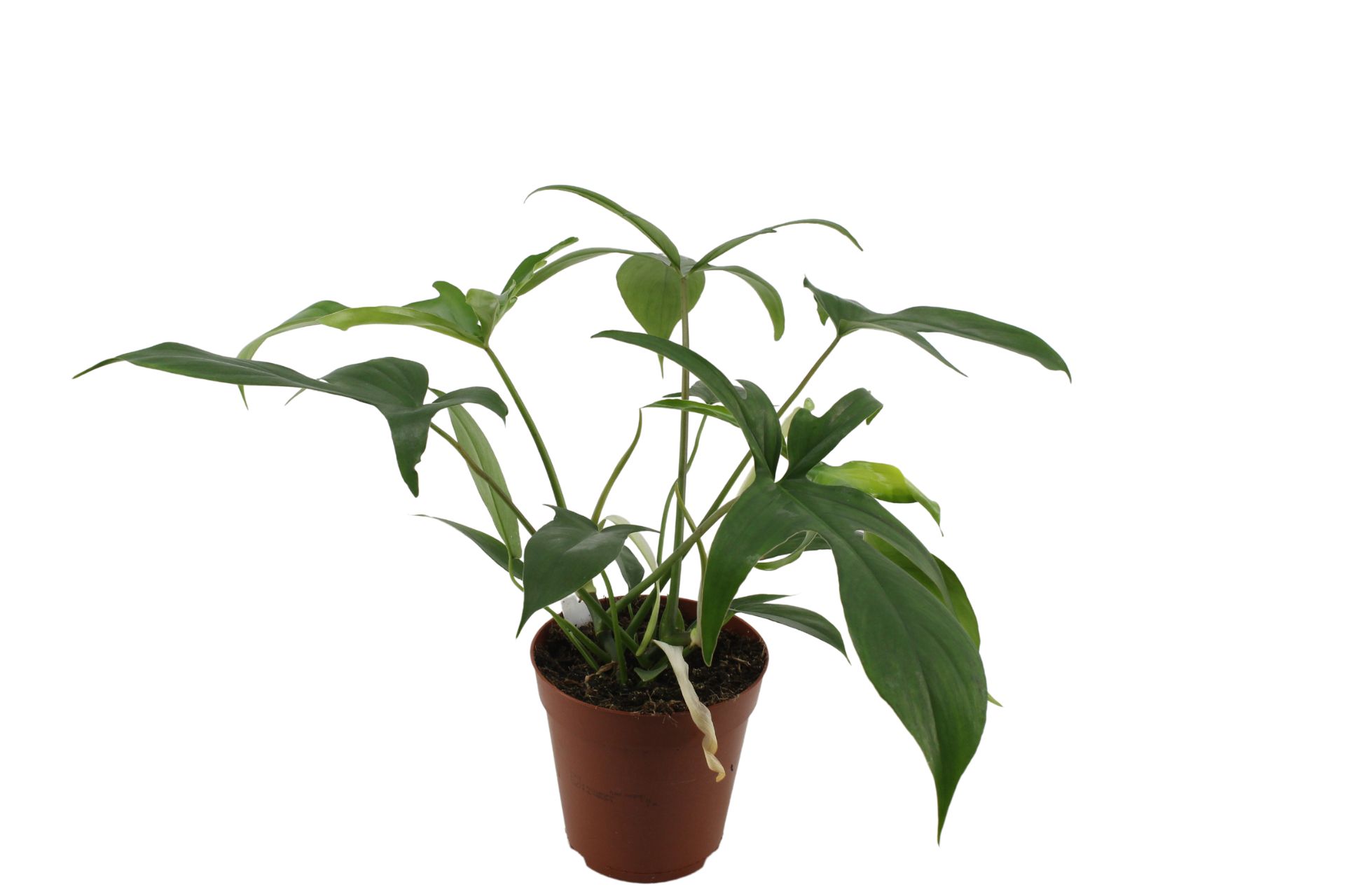 Philodendron Pedatum Querciformis 200159