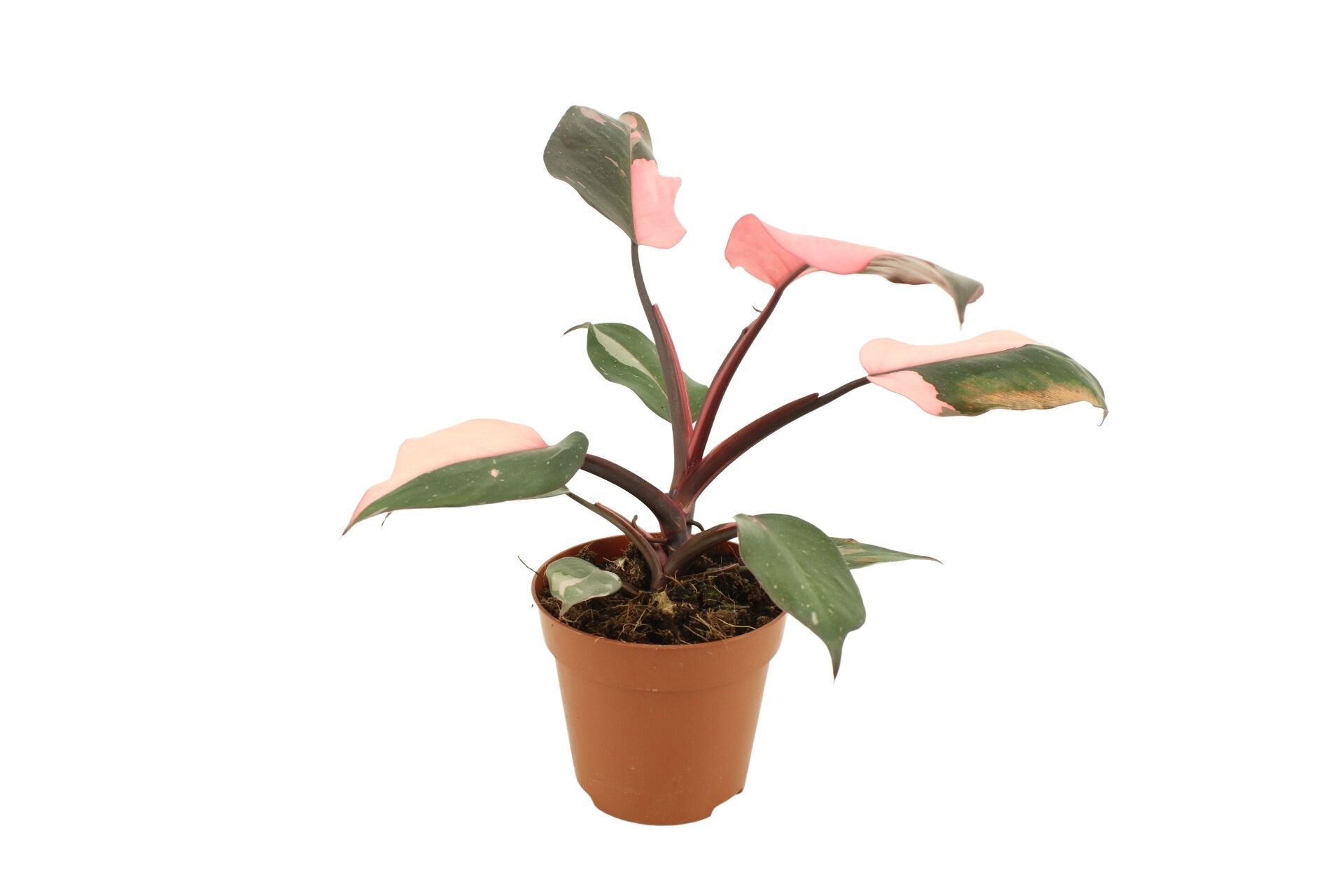 Philodendron Erubescens Pink Princess 12 Cm