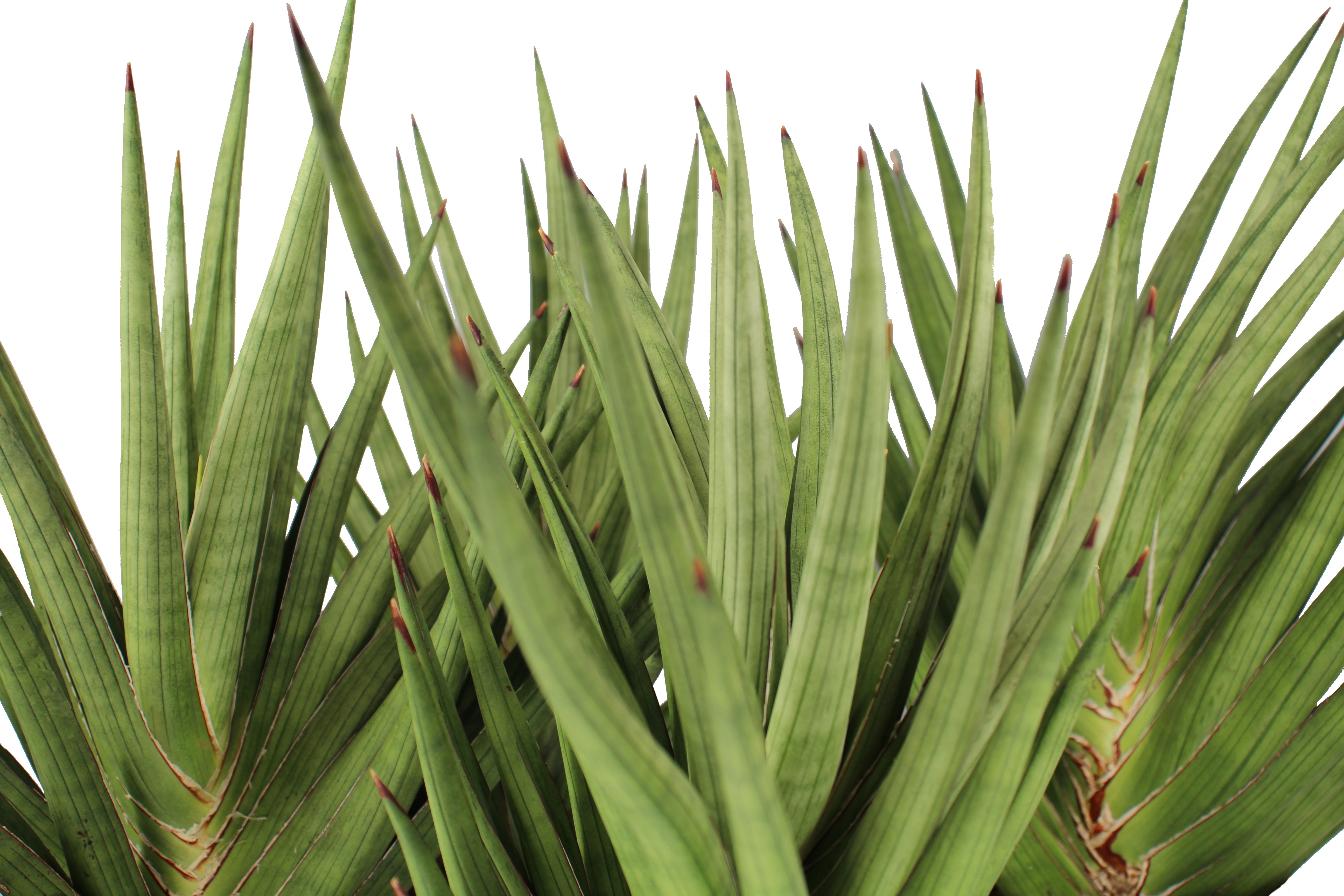 Sansevieria Giga Spiky Front