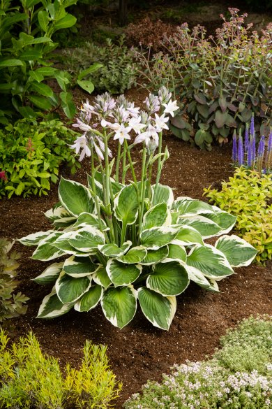 Hosta Karin