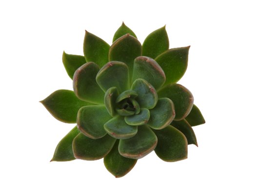 Echeveria Frailejon