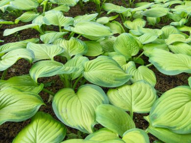 Hosta Guacamole