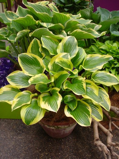 Hosta Queen Josephine