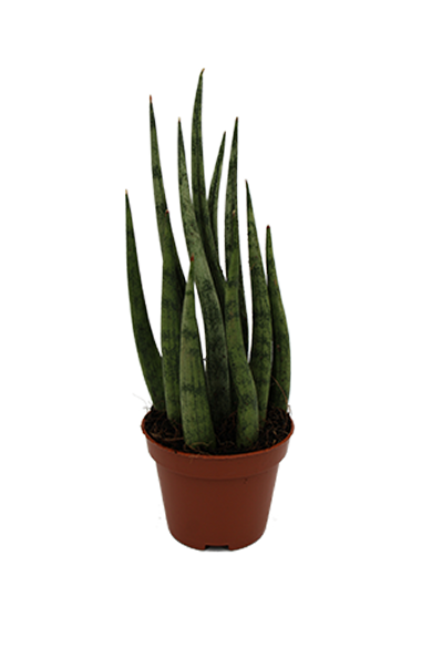 Sansevieria Torch Micado 6Cm Pot