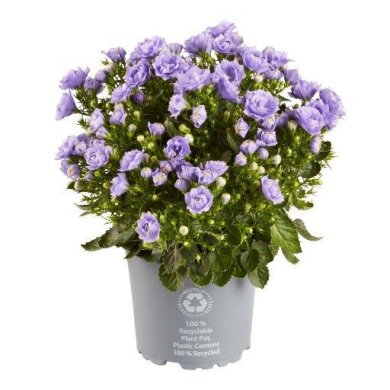 Campanula Blue Ocean Double