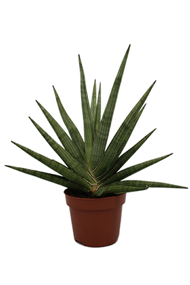 Sansevieria Giga Spiky 12Cm Pot