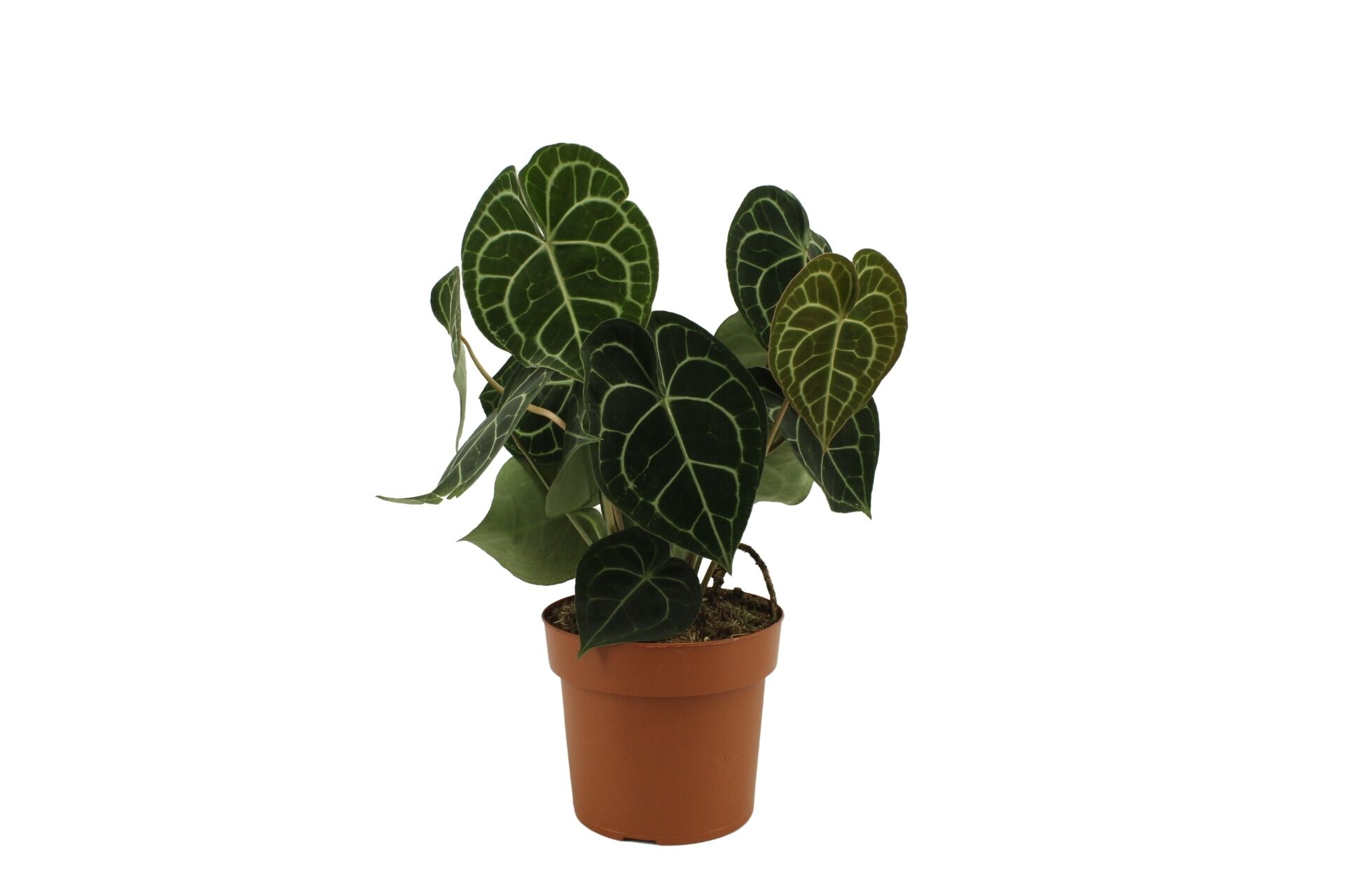 Anthurium Clarinervium 21 Cm