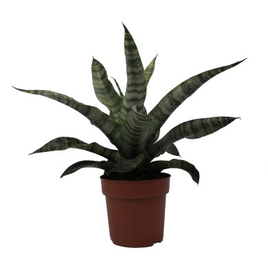 Sansevieria Trifasciata Natural 10CM Pot