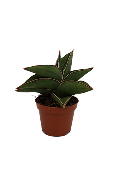 Sansevieria Samurai Dwarf 6Cm Pot