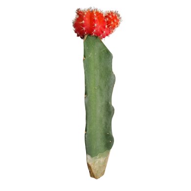 Grafted Cactus Orange