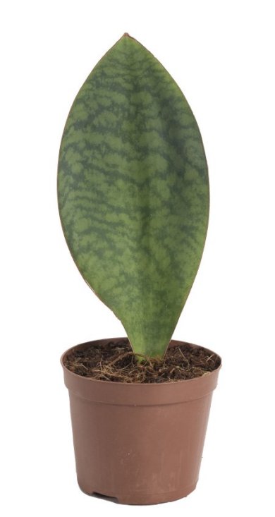 Sanseveria Masoniana Whale Fin