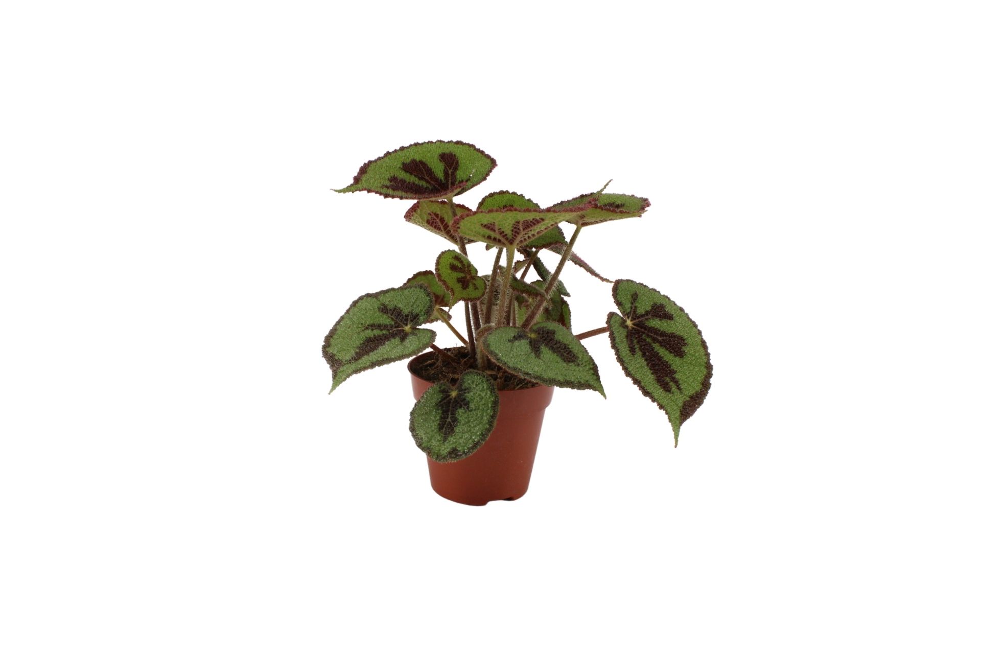 Begonia Masoniana Rock (274900) 12 Cm