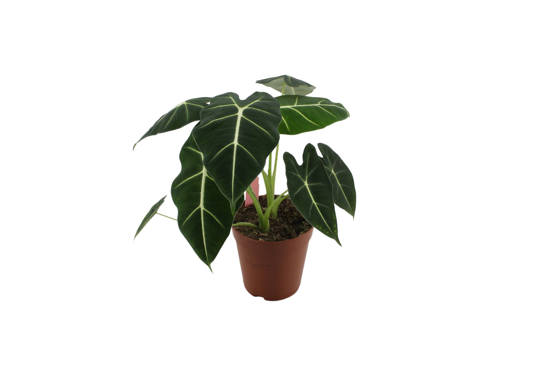 Alocasia Frydek