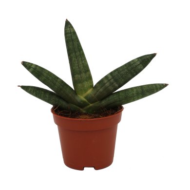 Sansevieria Boncellensis Black Natural 6Cm Pot