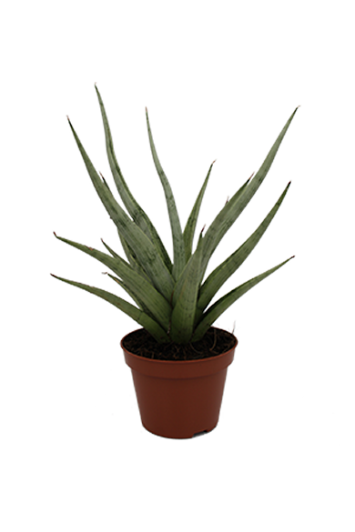 Sansevieria Tom Gracillis Natural 10Cm Pot