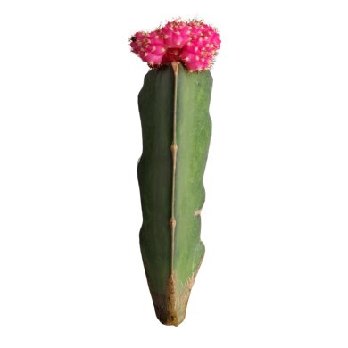 Grafted Cactus Pink