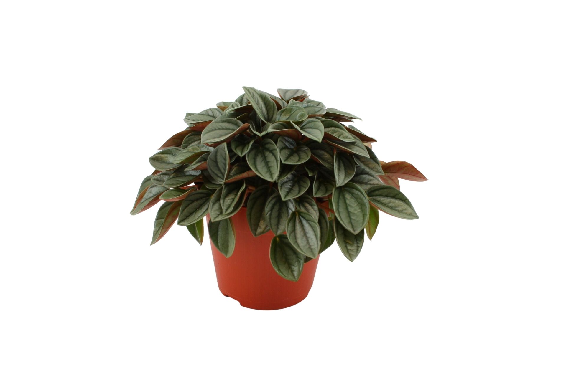 Peperomia Caperata Napoli Nights (259253) 12 Cm