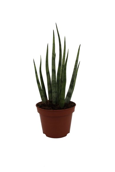 Sansevieria Torch Micado 10Cm Pot