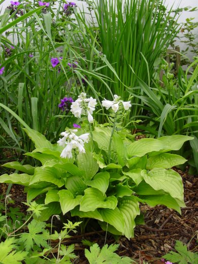 Hosta Royal Standard