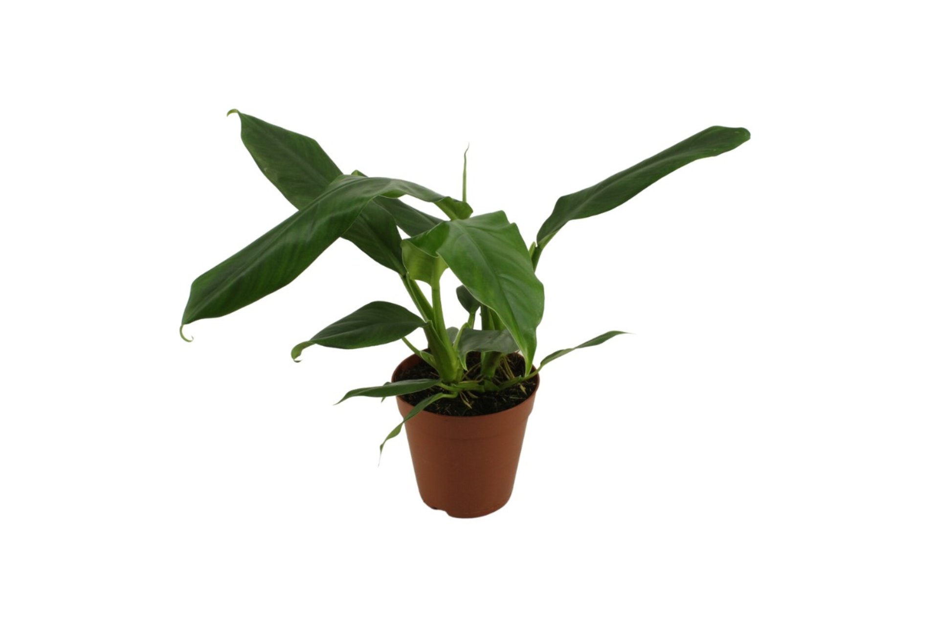 Philodendron Barrosoanum 15 Cm