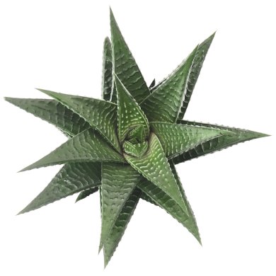 Haworthia Limifolia