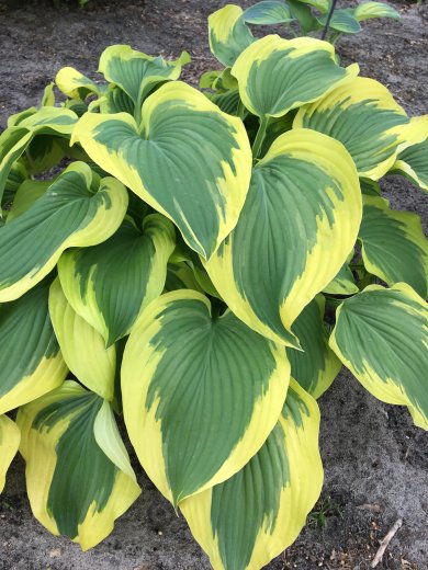 Hosta Broad Band