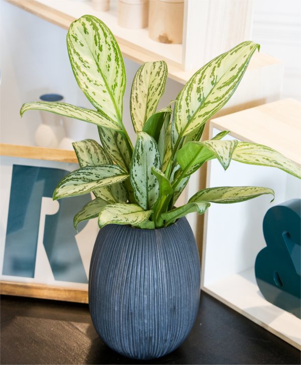 Aglaonema Front