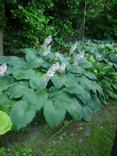 Hosta Blue Angel