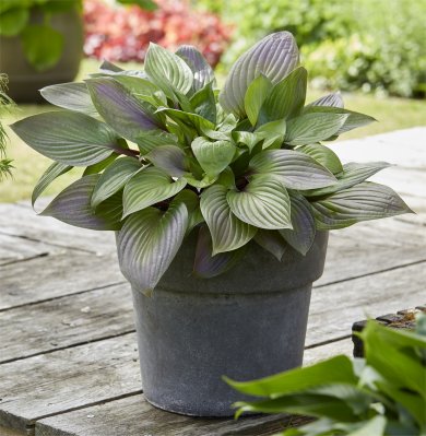 Hosta First Blush