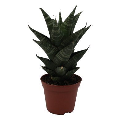 Sansevieria Hybrid Bato 8Cm Pot