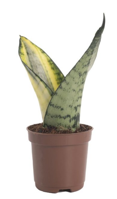 Sansevieria Trafasciata You & I 15 18 CM 2 URC