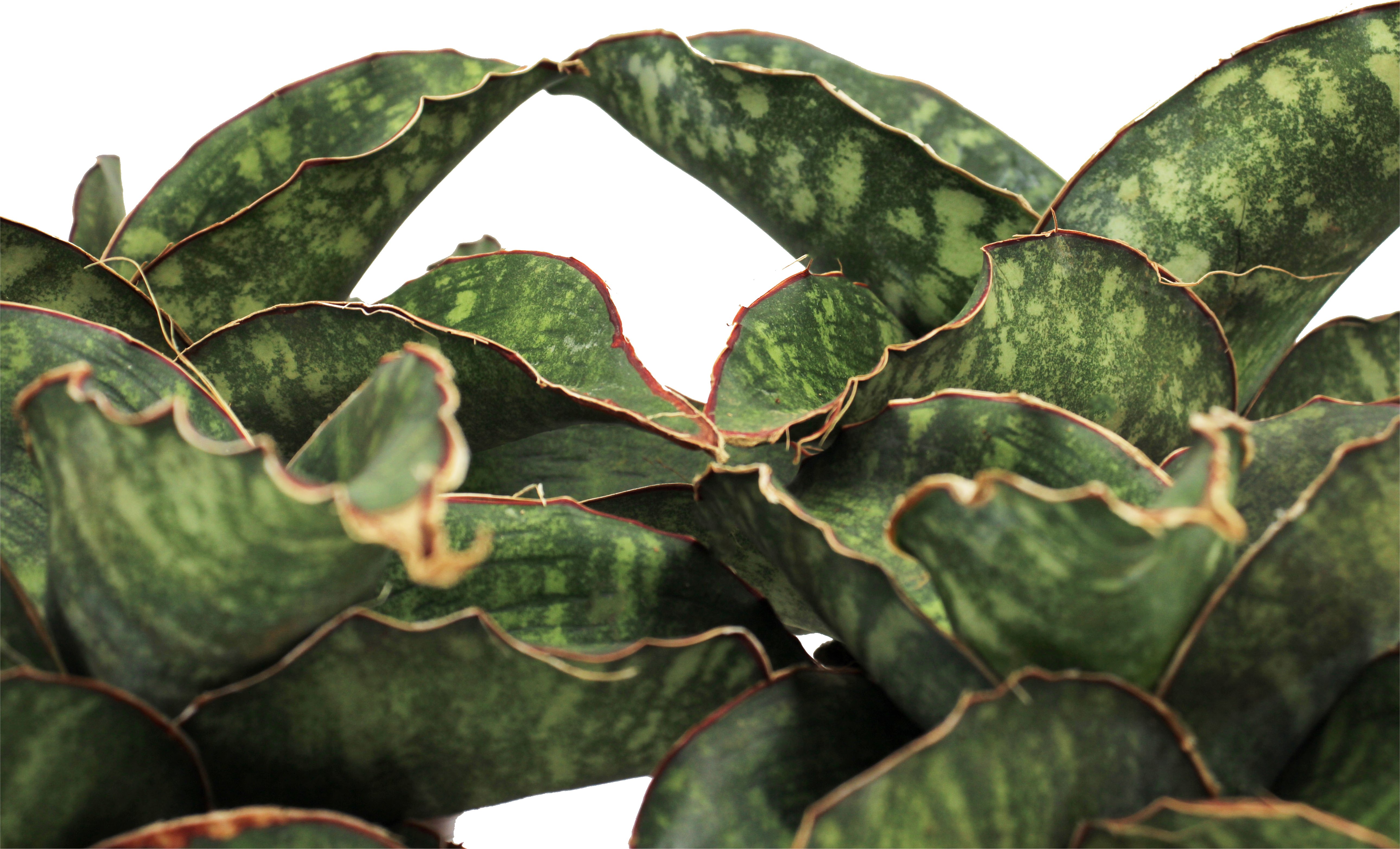 Sansevieria Dragon Wings Front