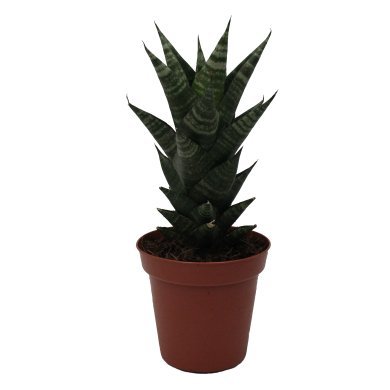 Sansevieria Hybrid Bato 10Cm Pot