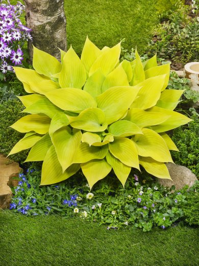 Hosta Sunny Halcyon