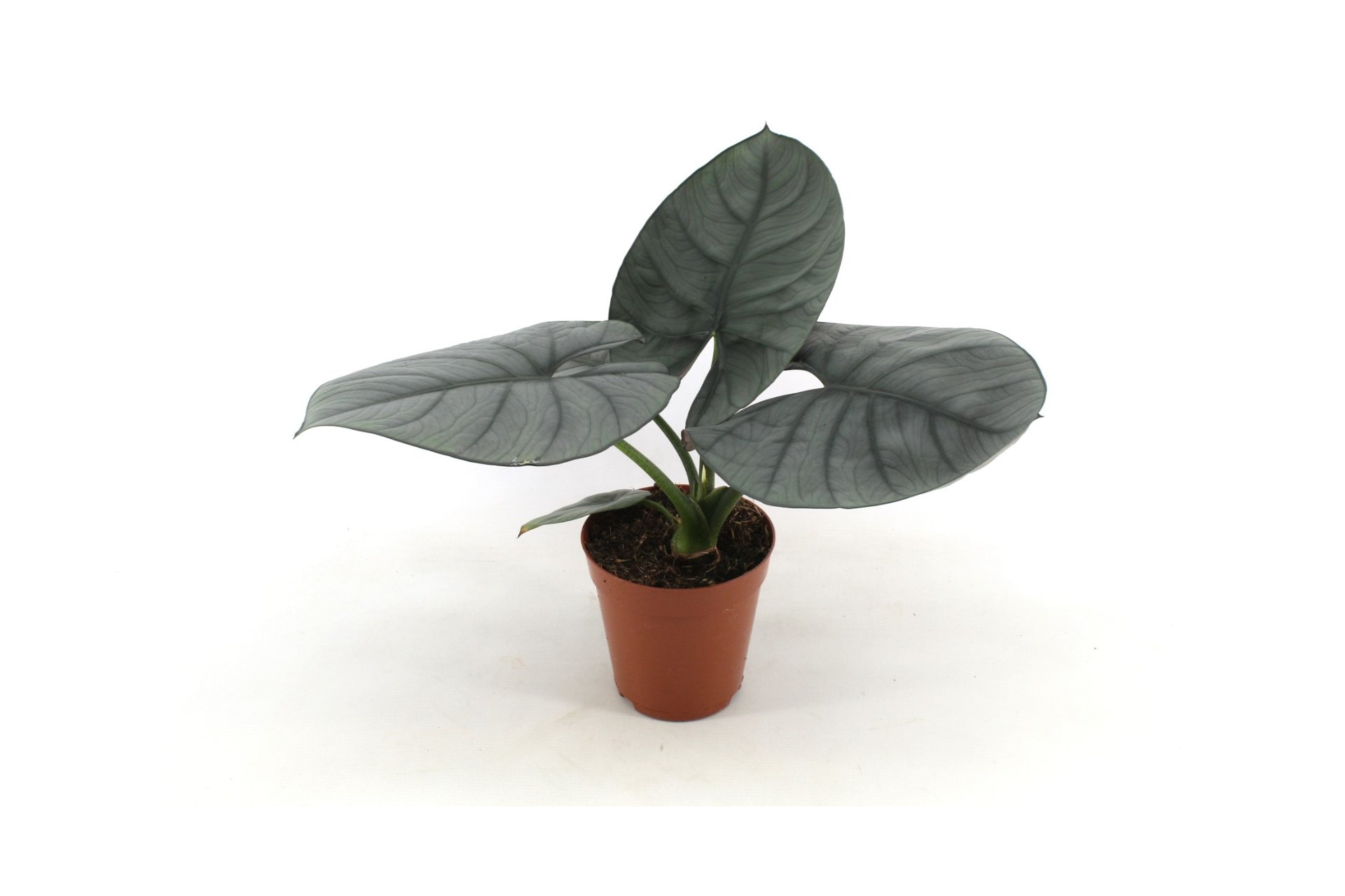 Alocasia Nebula Hyrbrid 15 Cm