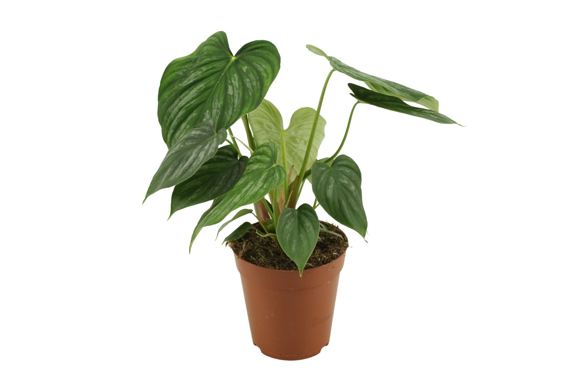 Philodendron Ornatum Sodiroi 15 Cm