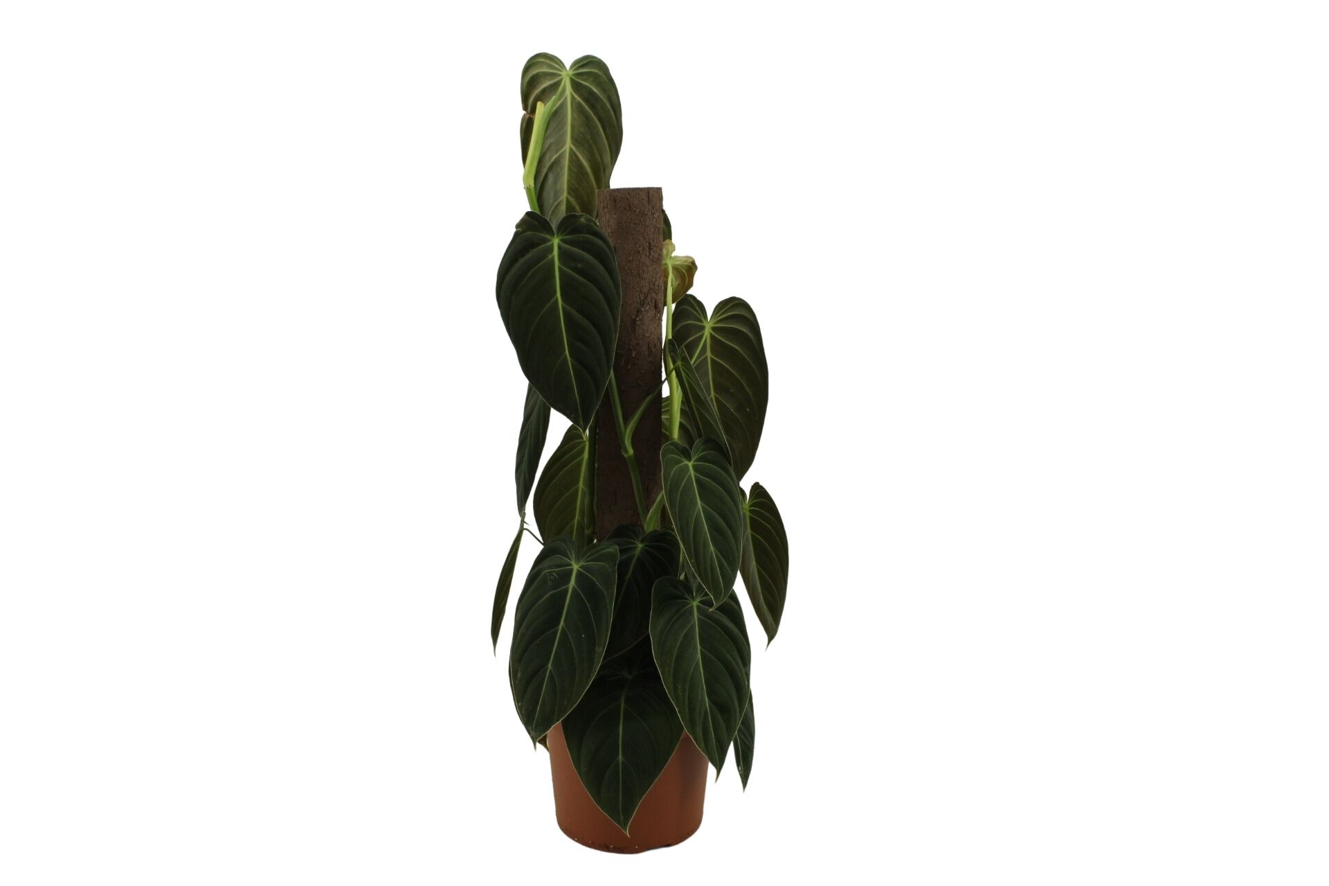 Philodendron Melanochrisum