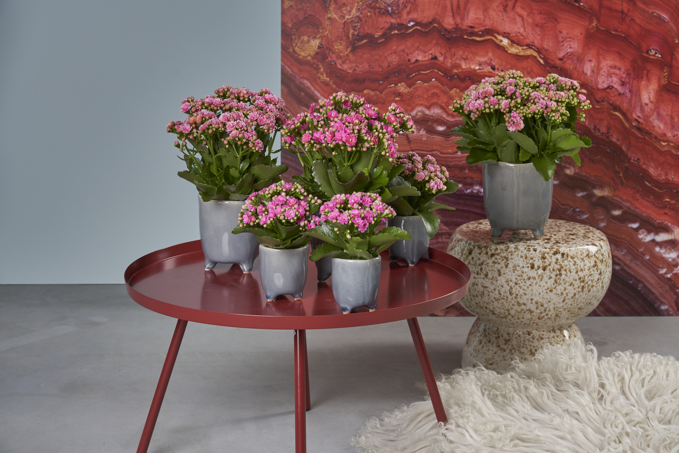 Kalanchoe Rosalina Pink LR