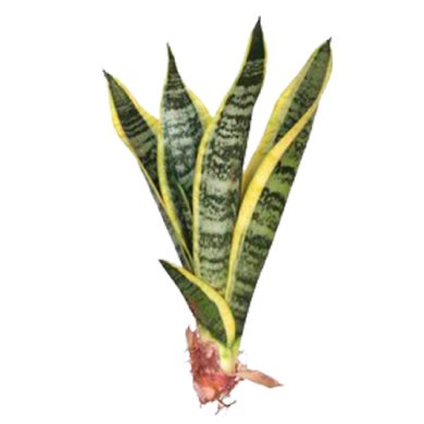 Sansevieria Superba