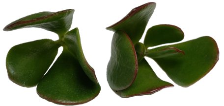 CRASSULA OVATA MAJOR