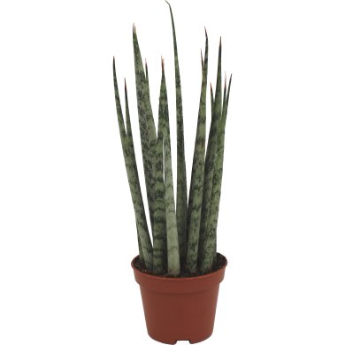 Sansevieria Icicle Mikado 6Cm Pot