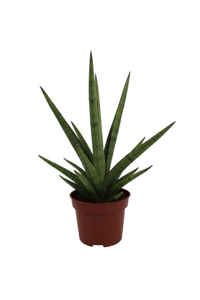 Sansevieria Bob Natural 12Cm Pot