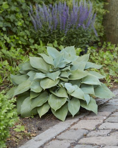 Hosta Halcyon