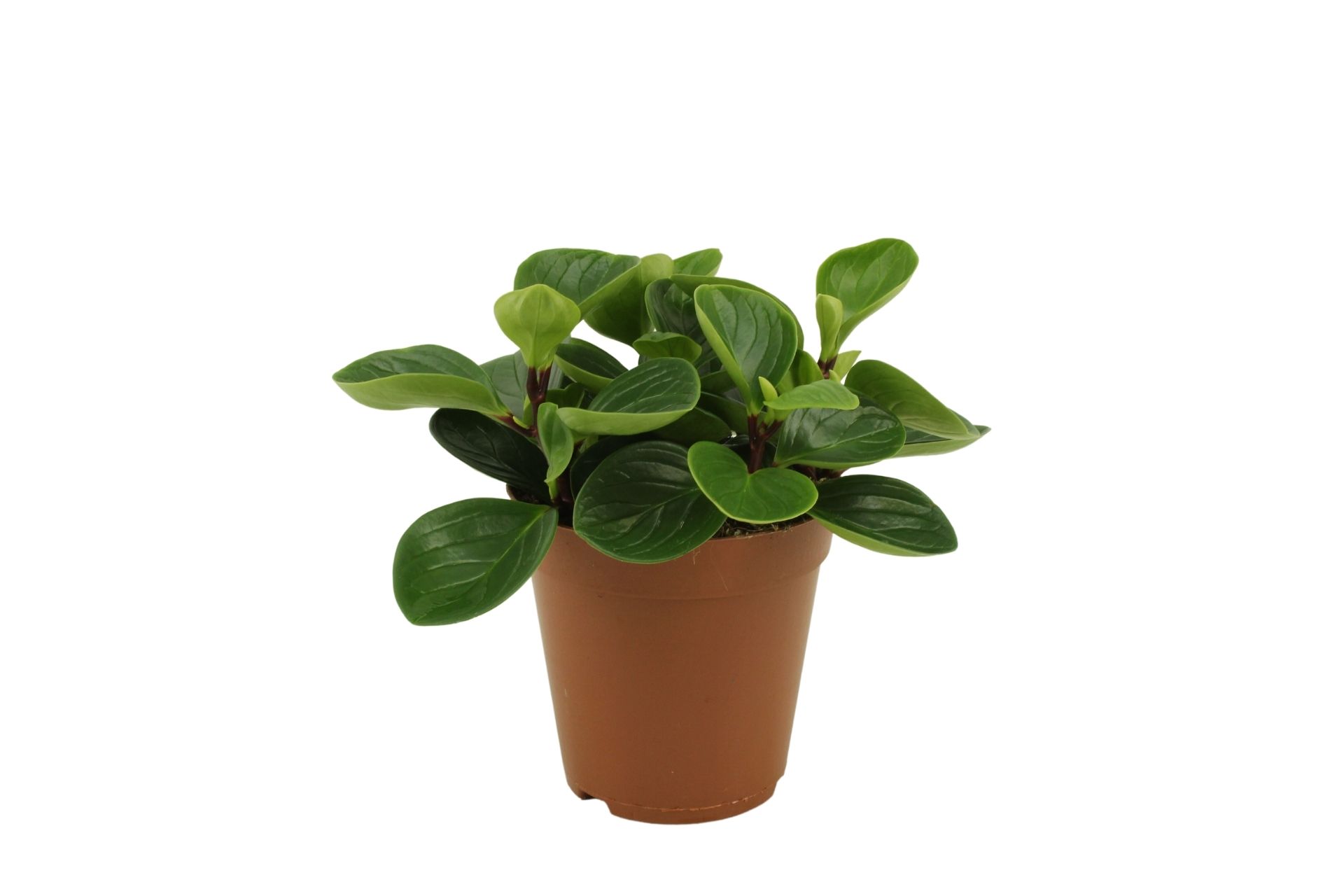 Peperomia Obtusifolia Red Canyon (270189) 15 Cm