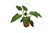 Philodendron Rugosum (200075) 15 Cm