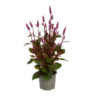 Celocia Spicata Wild Pink