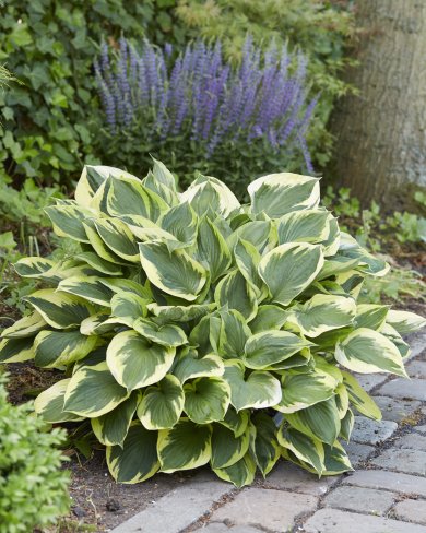 Hosta Anne