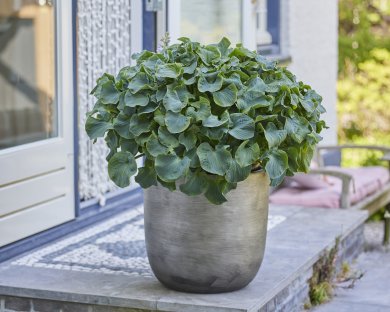 Hosta Ruffled Mouse