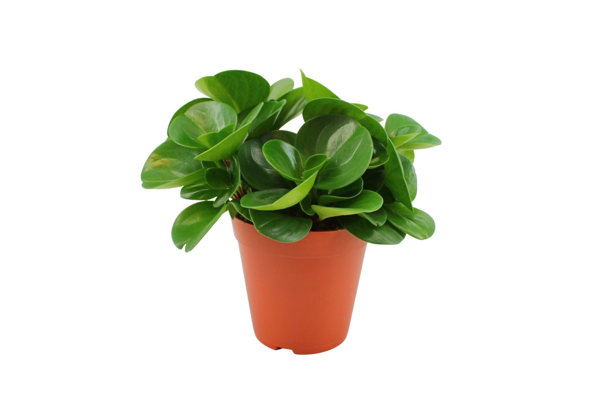 Peperomia Obtusifolia Green (16EW78) 15 Cm