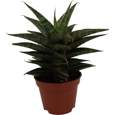 Sansevieria Hybrid Sonic Natural 6Cm Pot